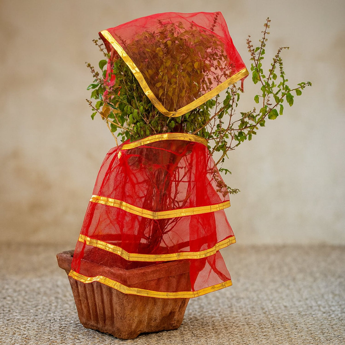 Tulsi vastra dressed on a tulsi pot